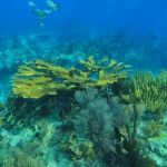 John Pennekamp Coral Reef State Park