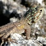 Castellow Hammock Preserve & Nature Center