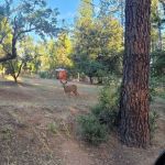 Orchard Springs Campground