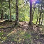 NYS Forest Campground