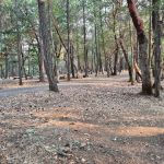 Cantrall Buckley Campground