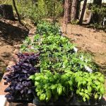 The Red Rooster Lodge