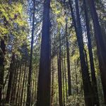 Mystic Forest RV Park