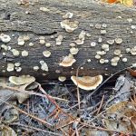 Cedar Pines RV Resort