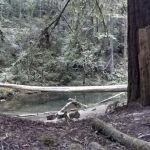 Camp One, Jackson State Demonstration Forest