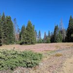 Grizzly Flat Dispersed Campground