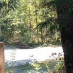 Peltier Bridge Campground