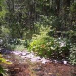 Clear Creek Campground