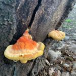 Bear Mountain RV Resorts