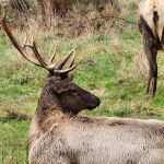 Elk Meadow Cabins-Ranch Site