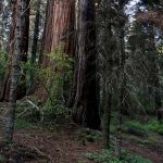 Hedrick Pond Campground