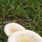 Holly Lake Campsites