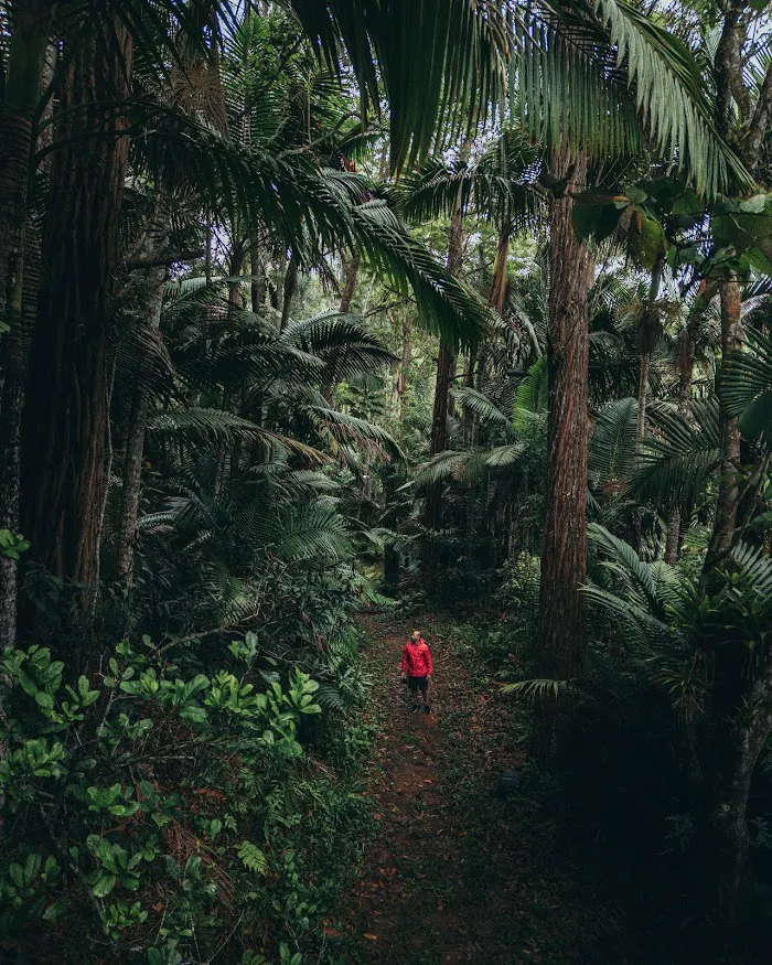 Toro Negro State Forest - Camping Site 5