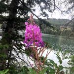 Little Bear Campground