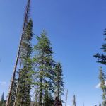 Crag Crest Campground - Grand Valley RD