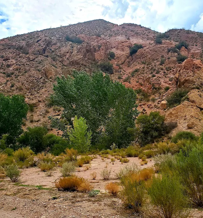 Kershaw-Ryan Campground 8