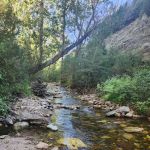 Bluster National Forest Campground