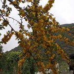Lytle Creek - Cajon Pass Recreation Area