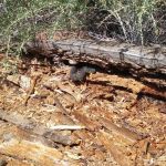 Cabin Flat Trail Camp