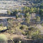 Sycamore Flat Campground