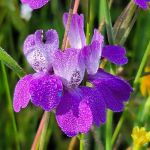 Hidden Falls Preserve and Campground