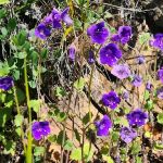 Falcon Group Campground