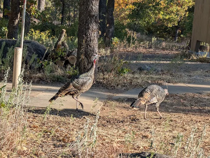 Doris Campground 3