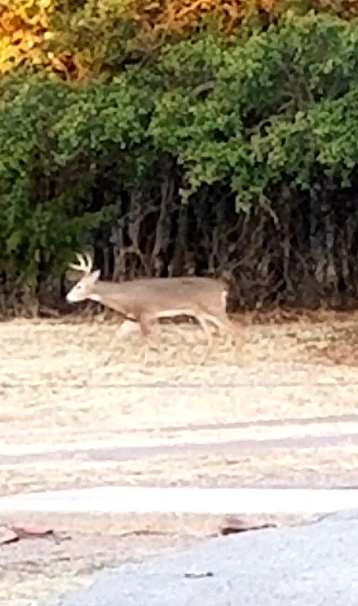 Mountain View Campground 8