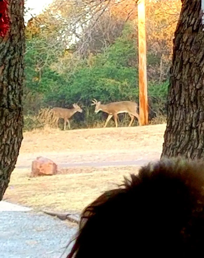 Mountain View Campground 5