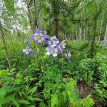 Golden Gate State Park Campground
