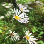 Cimarrona Campground