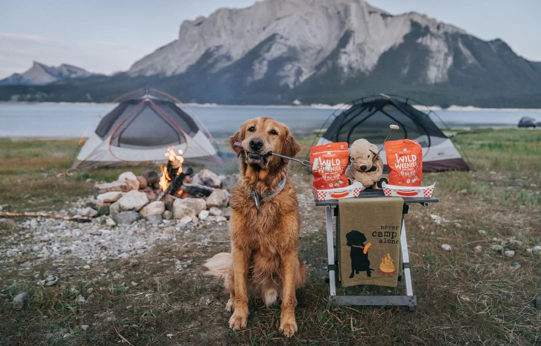 How to Prepare Your Dog for a Camping Trip: Essential Tips for a Safe and Fun Outdoor Adventure