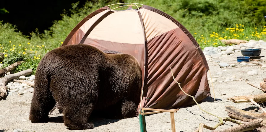 How to Handle Wildlife Encounters While Camping: Expert Tips for Safe Outdoor Adventures