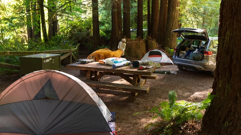 Explore Camping Resorts with Art Galleries and Exhibits: A Unique Cultural Escape