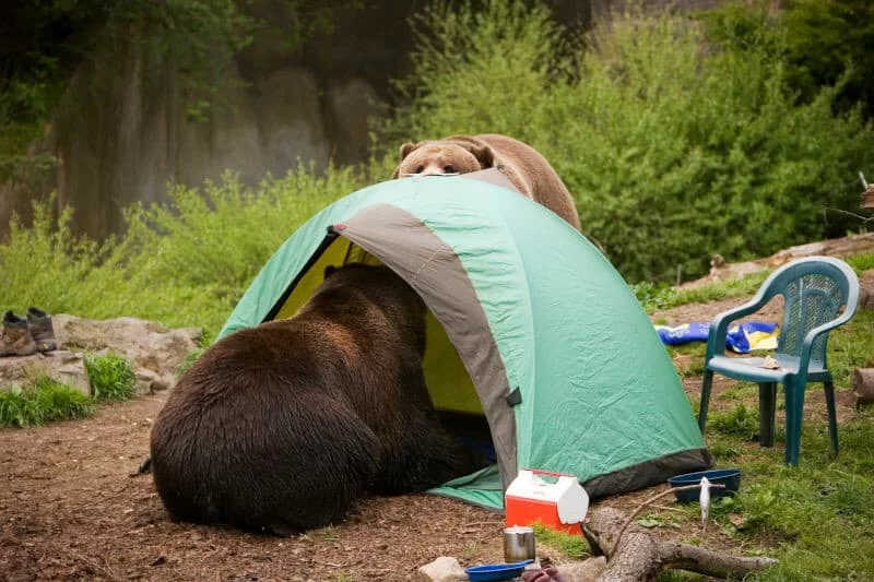 What to Know Before You Go Camping in Bear Country: Essential Tips for Staying Safe