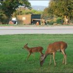 Lake Buchanan RV & Cabin Resort