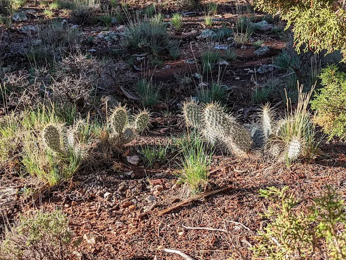 Desert View Campground 9