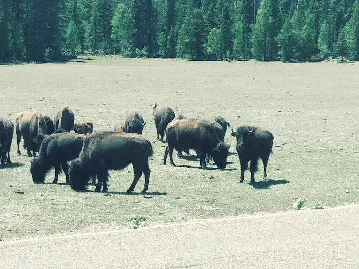North Rim Campground 7