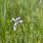 Rio Grande RV Resort