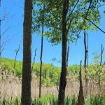 Calvert Cliffs Campground