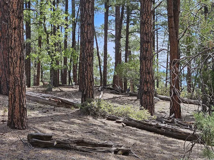 Camp Wood Area 8
