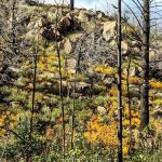 Pike Pole Campground