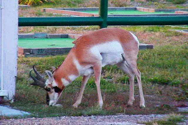 Red Desert Rose Campground 7