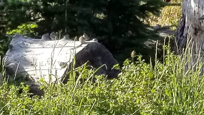 Brooklyn Lake Campground 7