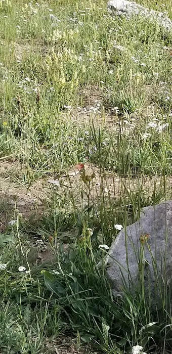 Brooklyn Lake Campground 6