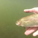 Gelatt Lake Public Use Area