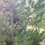 Whiskey Grove Campground