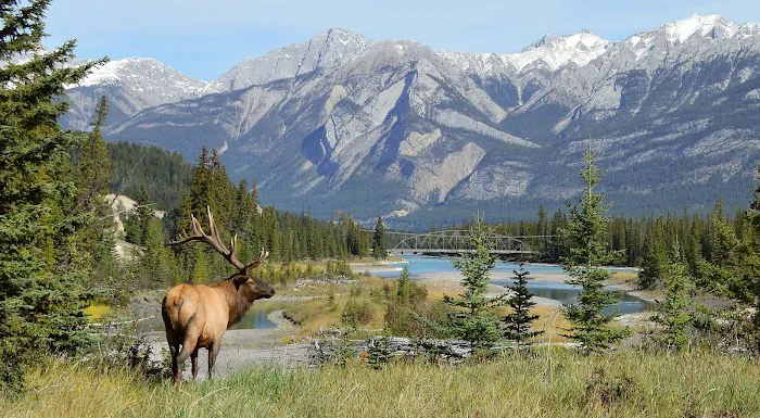 Jasper National Park Of Canada 3