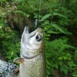 Timber Camp Campground