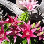 Grandview Campground & RV Park